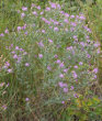 Habitusfoto Centaurea valesiaca