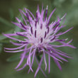 Blütenfoto Centaurea valesiaca