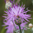 Portraitfoto Centaurea valesiaca