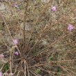 Stängel-/Stammfoto Centaurea valesiaca