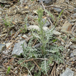 Foto der Jungpflanze Centaurea valesiaca