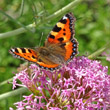 Foto von Besonderheit Centranthus angustifolius