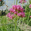 Portraitfoto Centranthus angustifolius