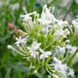 Foto von Besonderheit Centranthus ruber