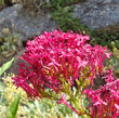 Portraitfoto Centranthus ruber