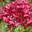 Blütenfoto Centranthus ruber