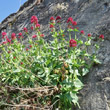 Habitusfoto Centranthus ruber