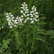 Habitusfoto Cephalanthera longifolia