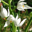 Portraitfoto Cephalanthera longifolia