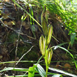 Fruchtfoto Cephalanthera longifolia