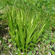 Foto der Jungpflanze Cephalanthera longifolia