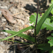 Blätterfoto Cephalanthera rubra