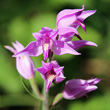 Portraitfoto Cephalanthera rubra