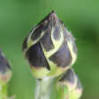 Foto von Besonderheit Cephalaria alpina