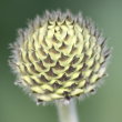 Blütenfoto Cephalaria alpina