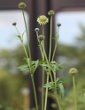 Habitusfoto Cephalaria alpina