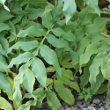 Blätterfoto Cephalaria alpina