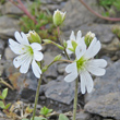 Portraitfoto Cerastium alpinum
