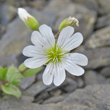 Blütenfoto Cerastium alpinum