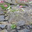 Habitusfoto Cerastium alpinum