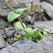 Blätterfoto Cerastium alpinum