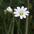 Blütenfoto Cerastium arvense