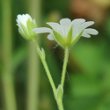 Blütenfoto Cerastium arvense