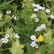 Habitusfoto Cerastium arvense