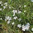Habitusfoto Cerastium arvense