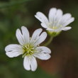 Portraitfoto Cerastium arvense ssp. strictum