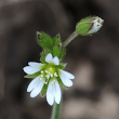 Portraitfoto Cerastium fontanum subsp. vulgare