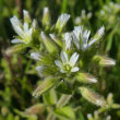 Portraitfoto Cerastium glomeratum