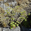 Habitusfoto Cerastium glomeratum