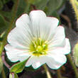 Portraitfoto Cerastium pedunculatum