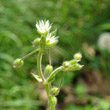 Portraitfoto Cerastium semidecandrum