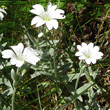 Portraitfoto Cerastium tomentosum