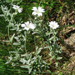 Habitusfoto Cerastium tomentosum