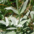 Blätterfoto Cerastium tomentosum