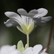 Blütenfoto Cerastium tomentosum