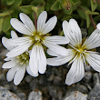 Portraitfoto Cerastium uniflorum