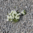 Habitusfoto Cerastium uniflorum