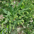 Habitusfoto Cerinthe glabra