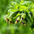 Bl&uuml;tenfoto Cerinthe glabra