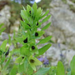 Fruchtfoto Cerinthe glabra