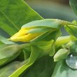 Portraitfoto Cerinthe minor