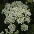 Portraitfoto Chaerophyllum aureum