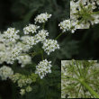 Blütenfoto Chaerophyllum aureum