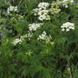 Habitusfoto Chaerophyllum aureum