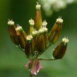 Fruchtfoto Chaerophyllum aureum