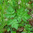 Blätterfoto Chaerophyllum hirsutum